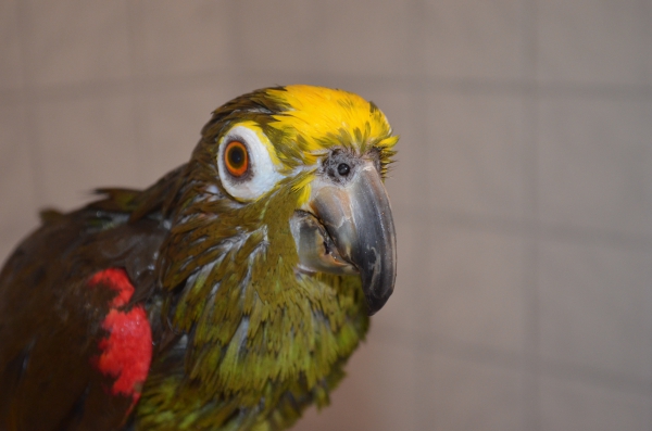 Wellensittich-Bild: aber außer Konkurrenz mache ich einfach mal mit, damit Ihr auch sehen könnt dass auch Papageien gerne duschen. Ich bin der Jacko :)