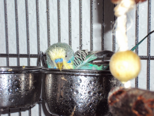 Wellensittich-Bild: Sparrow bevorzugt seinen Wassernapf für ein ausgiebiges Bad.