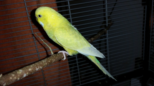 Wellensittich-Bild: Gelb mit grau im Flügel 