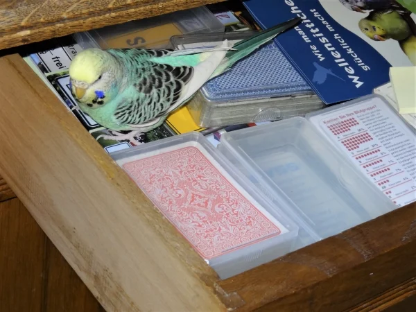 Wellensittich-Bild: Kucki beim Ausräumen der Schublade.