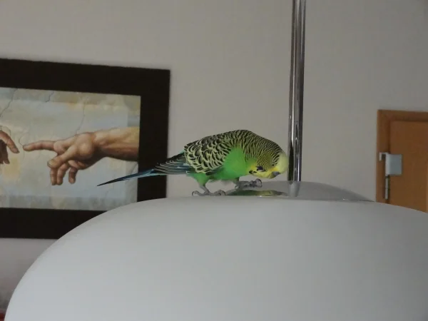 Wellensittich-Bild: Rocky entdeckt sein Spiegelbild auf der Lampe.