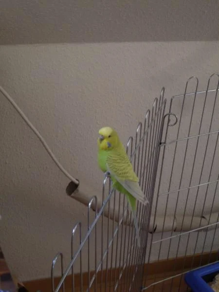 Paul beim Freiflug