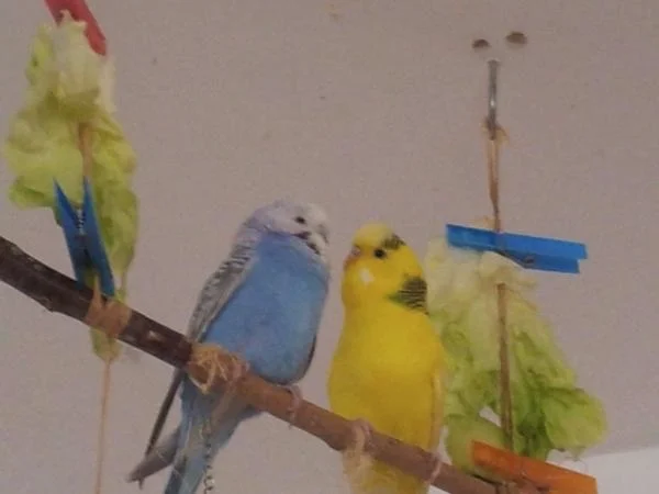 gelber Thor sucht neues Zuhause