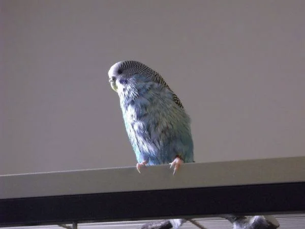 Birdlamp