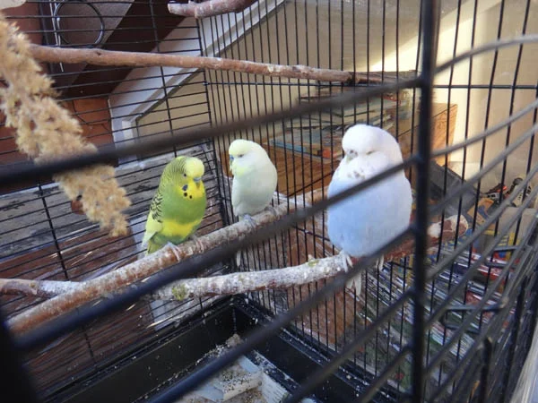 3 Wellis suchen ein neues Zuhause