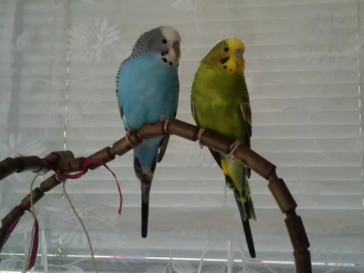 Hermann und Eddie auf Freisitz