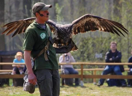 Adler