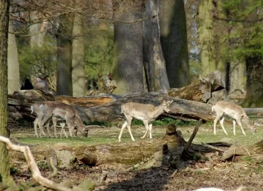 Rehe