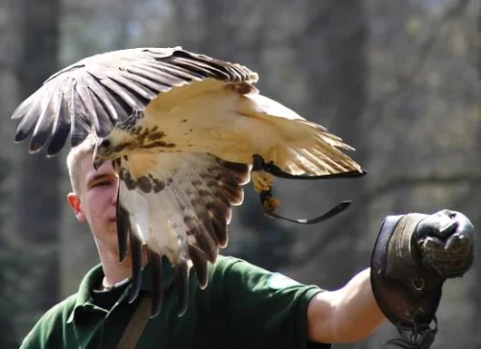 Turmfalke