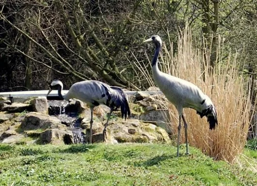 Vögel in Springe