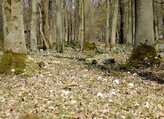 Wald