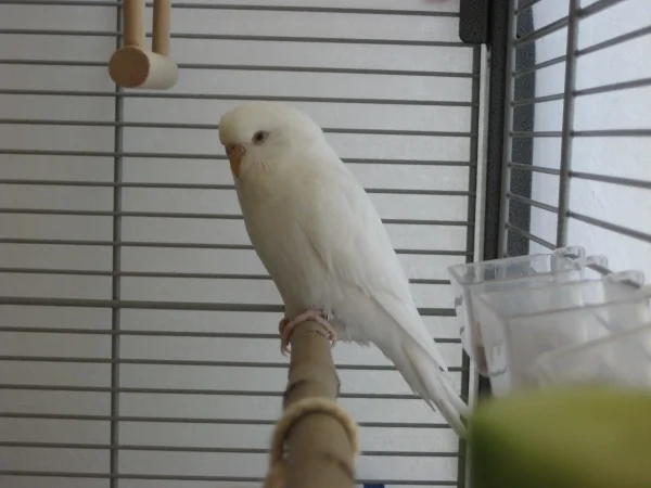 Junge Albino-Dame, Fundvogel