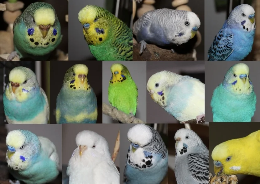 14abrissbirnen
