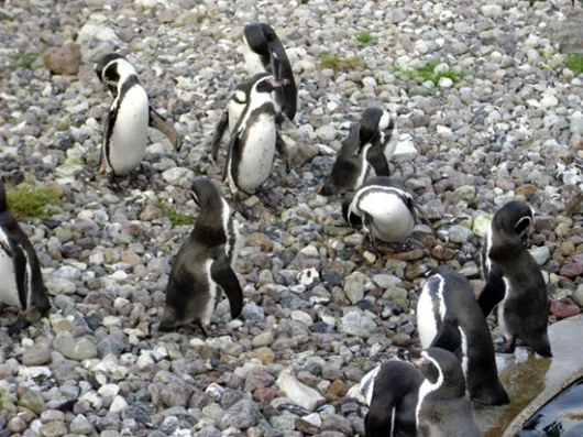 Pinguine