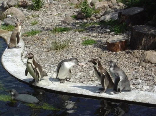 Pingine im Vogelpark Marlow