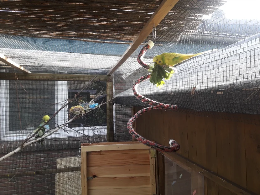 Sonne, Wellis, Außenvoliere