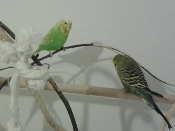 Ernie und Luna