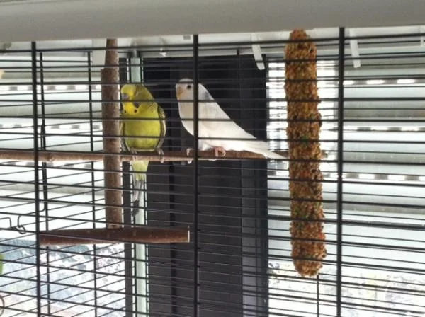 Findus und Fritzi
