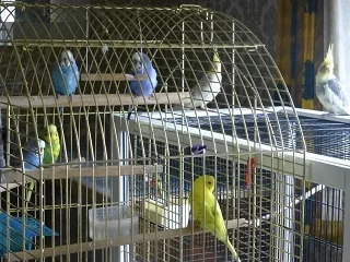 6 Wellis in Pflegestelle