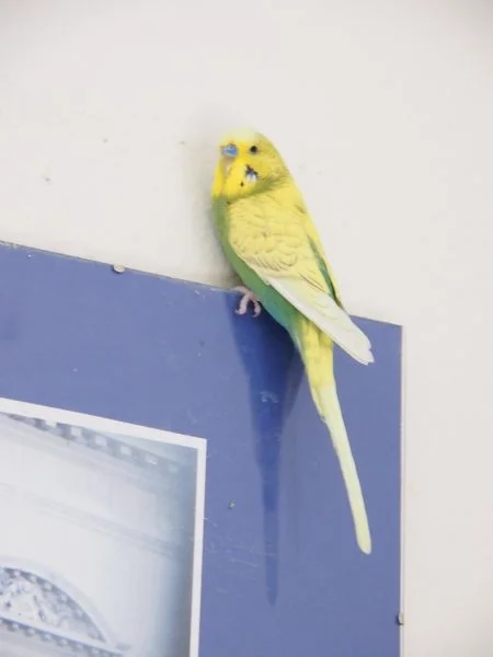 Pike auf Bild