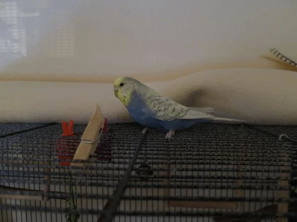 Wellensittich Hera