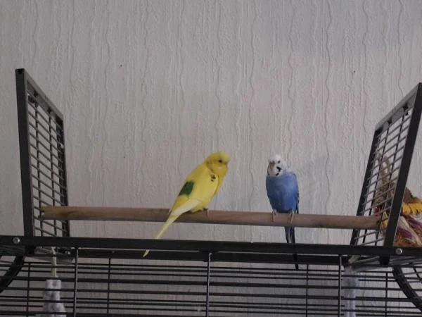 Dori und Fili auf Freisitz