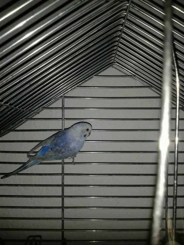 blaue Henne