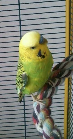 Clyde sucht neues Zuhause