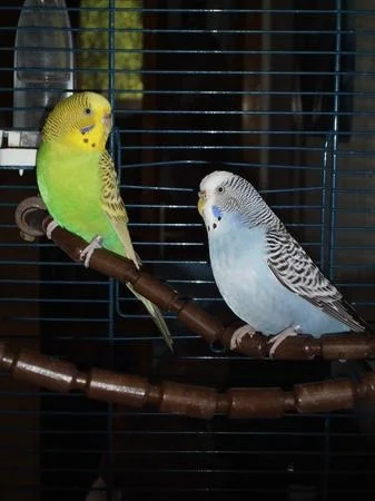 2 Hennen suchen ein Zuhause