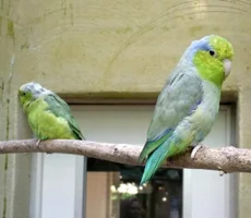 Sperlingspapageien