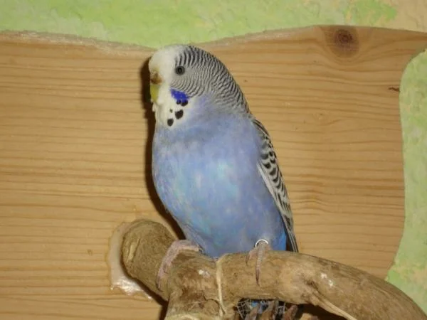 Hermine