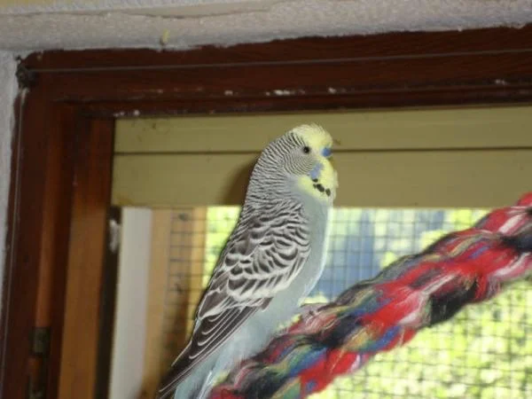 Peanut