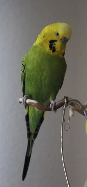 Coco