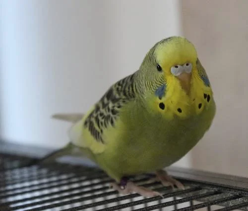 Maya