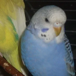 Blaue junge Henne