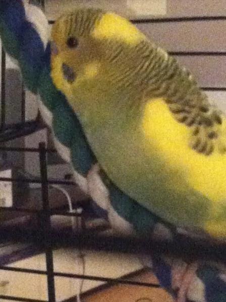 Calypso