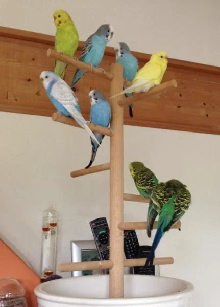Welli-Familie auf Freisitz