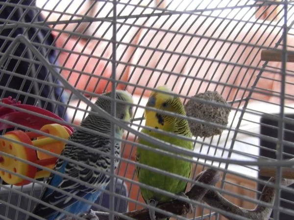 Fritzi sucht neues Zuhause