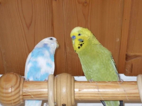 Grüner Shrek mit Tweedy