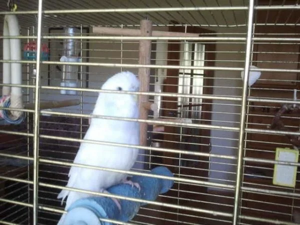 Heini sucht neues Zuhause