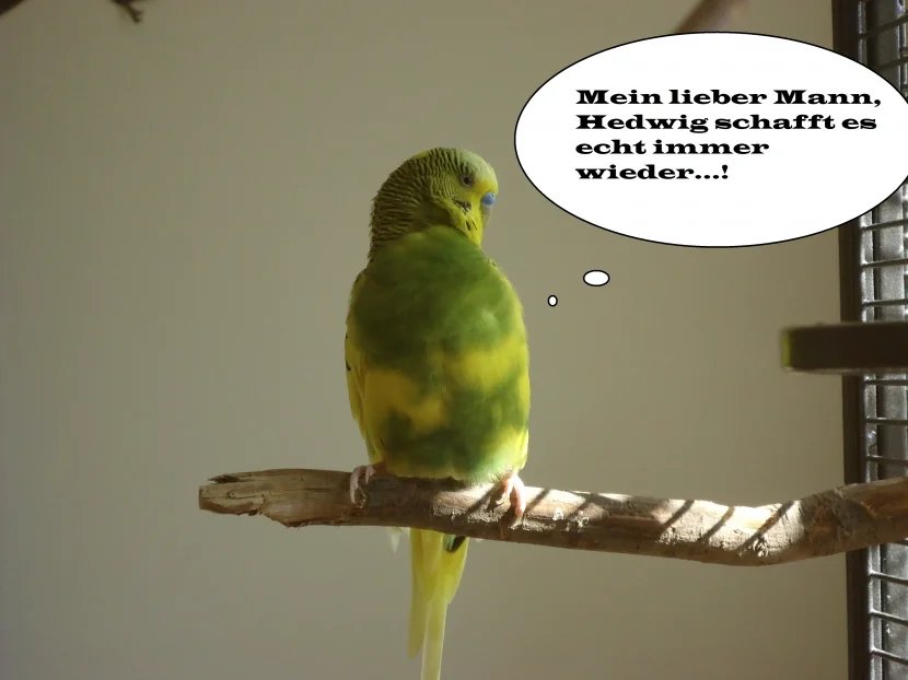 Bild8