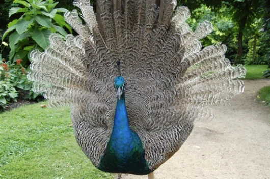 Pfauenkleid