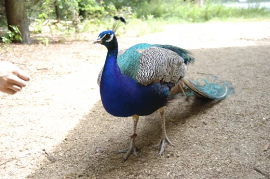 Pfau auf der Pfaueninsel