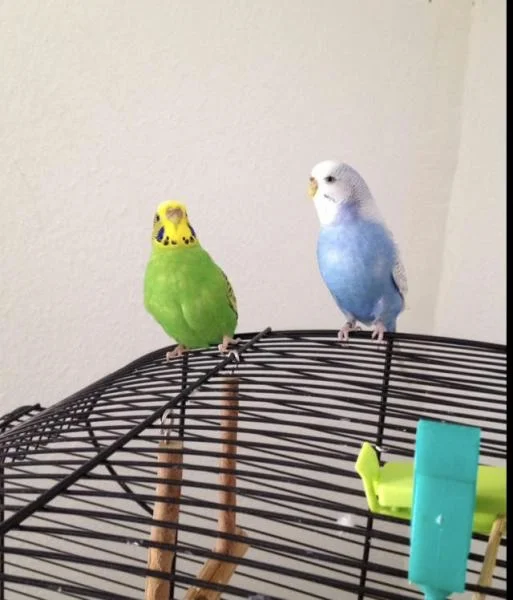 Polly und Lori auf ihrem Käfig