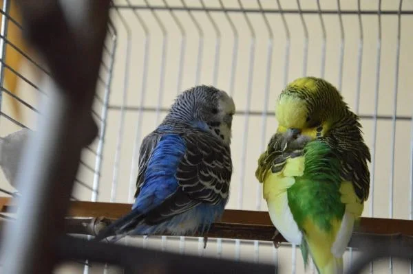 Lilo und Rasputin