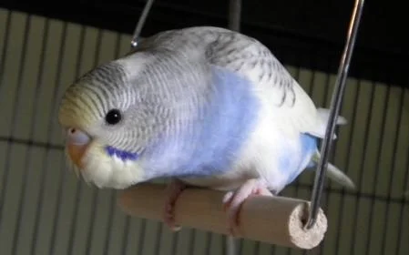 aaaaaaa