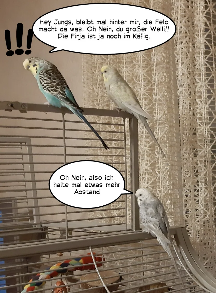 drei ängstliche Wellis