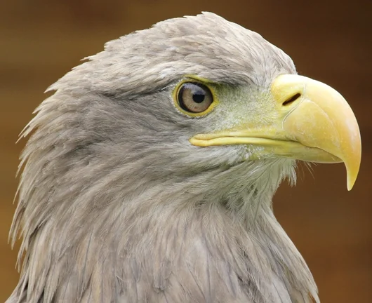 Adler
