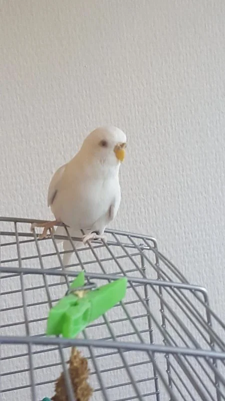 Albinohenne auf Käfig