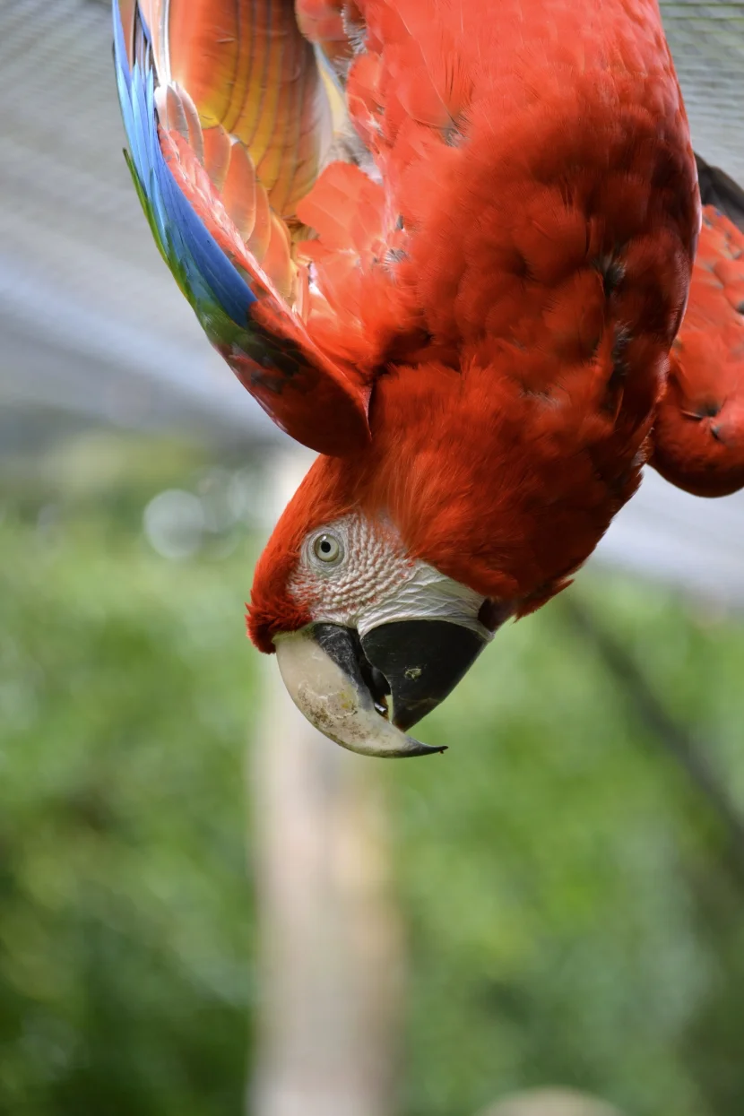 Allwetterzoo hängender Ara